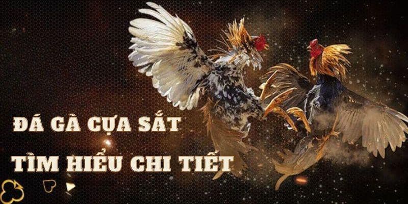 Cược đá gà cựa sắt thú vị tại sân chơi giải trí KUBET